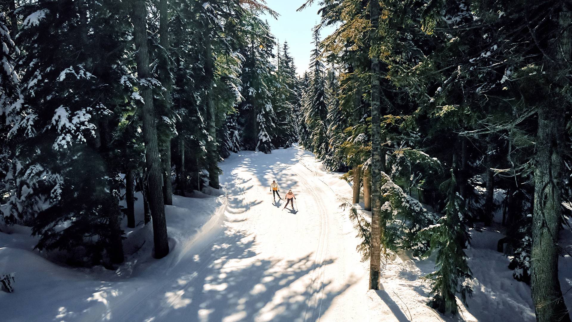 Aerial shot of cross country skiers and the forest.