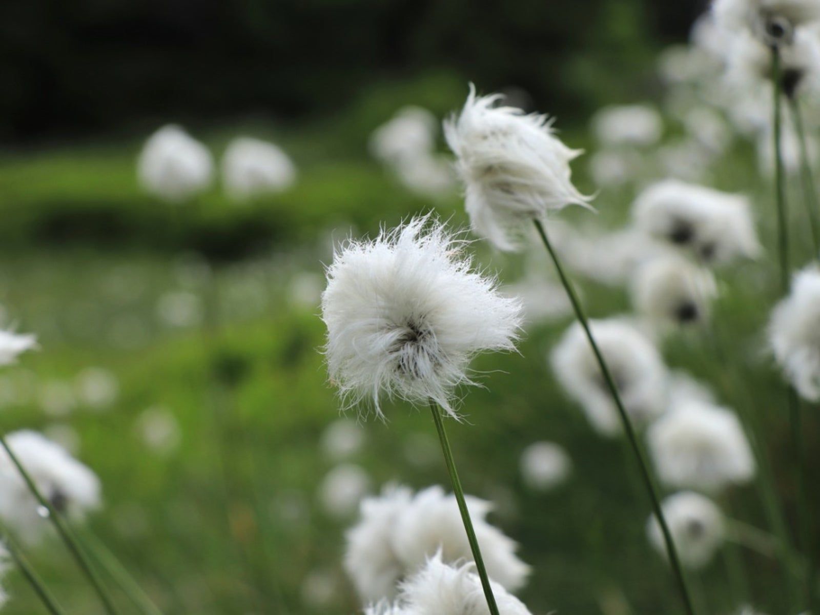 Narrow-leaved cotton-grass