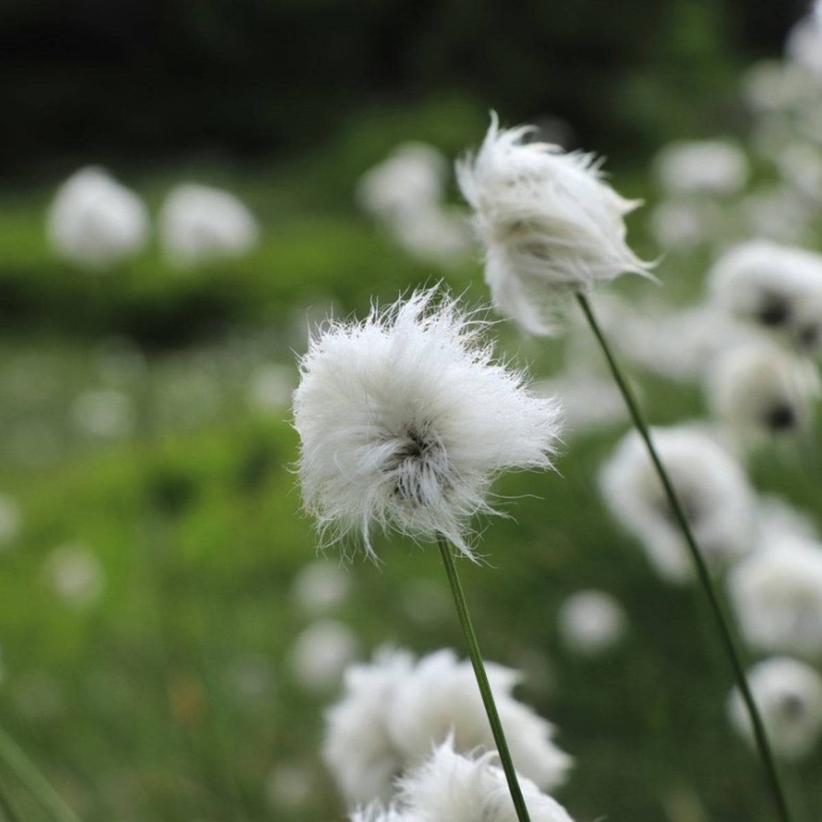 Narrow-leaved cotton-grass