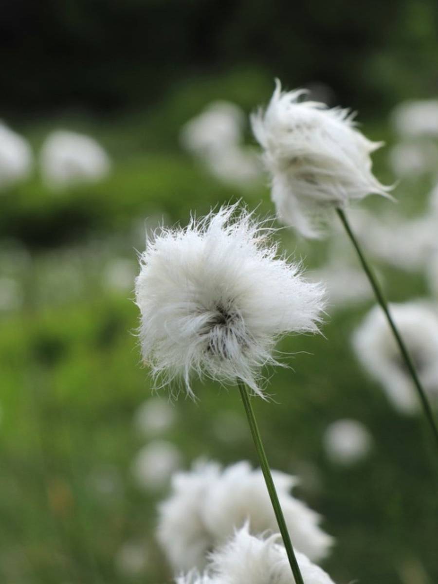 Narrow-leaved cotton-grass