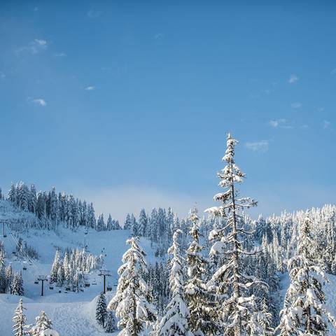 A shot of the chairlift and trees on a bluebird day.