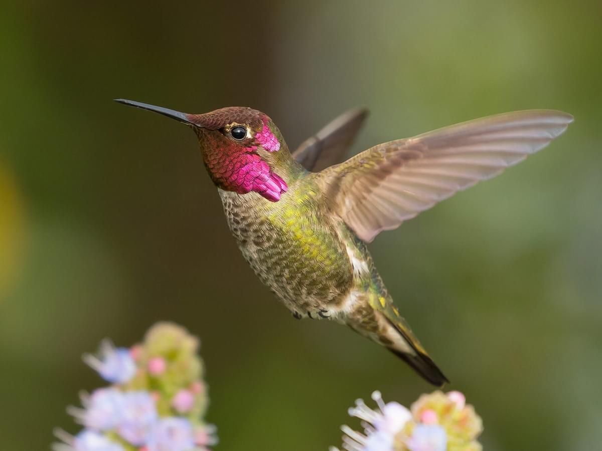 Anna's Humming Bird