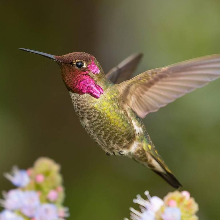 Anna's Humming Bird