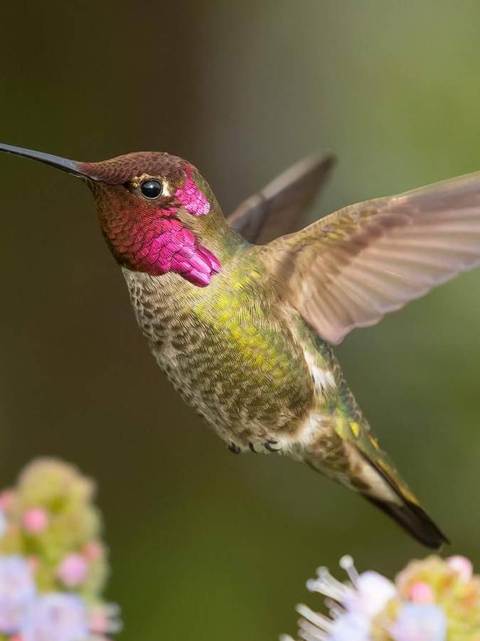 Anna's Humming Bird