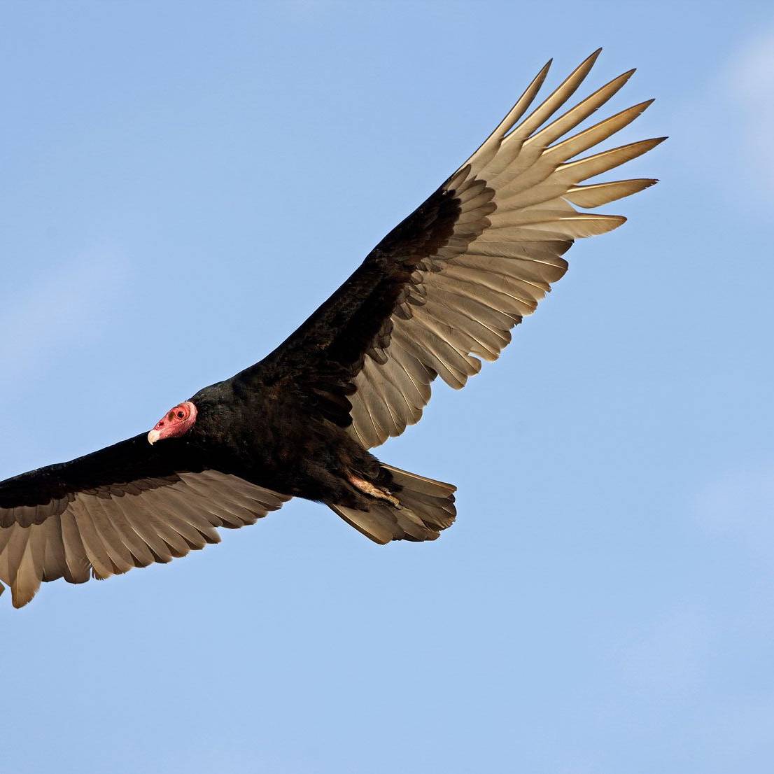 Turkey Vulture