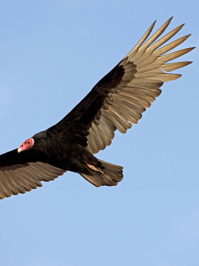 Turkey Vulture