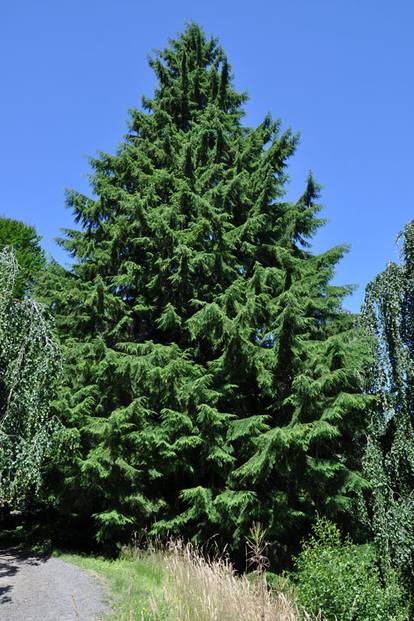 Western Hemlock