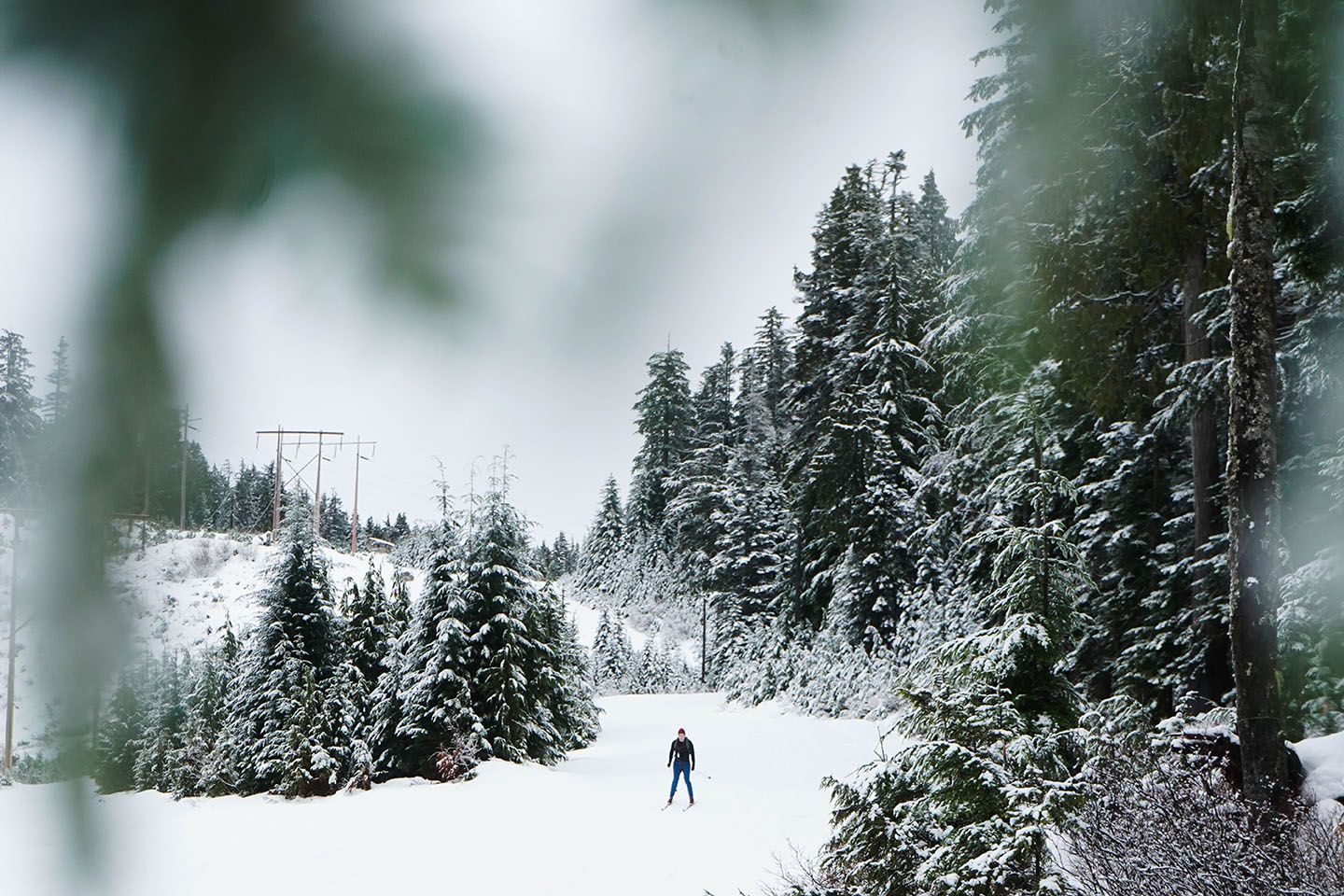 Cross country skier through the trees.