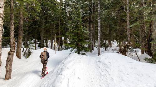 Person snowshoeing in the forest.
