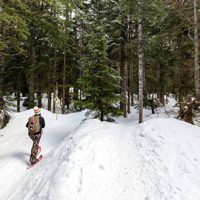 Person snowshoeing in the forest.
