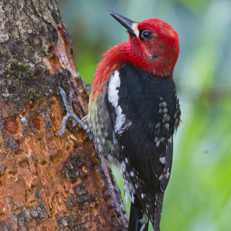Red breasted sap suckers