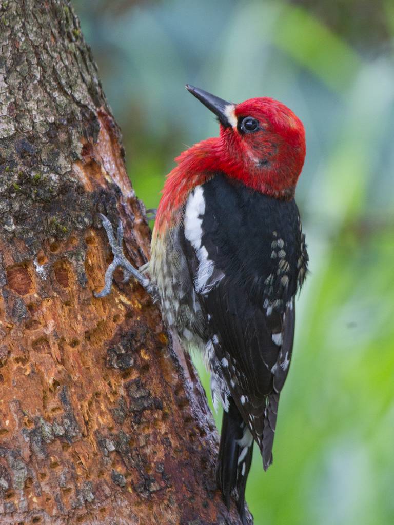 Red breasted sap suckers