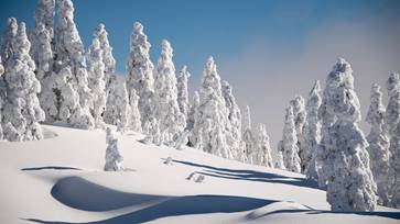 Trees covered in snow with blue sky.