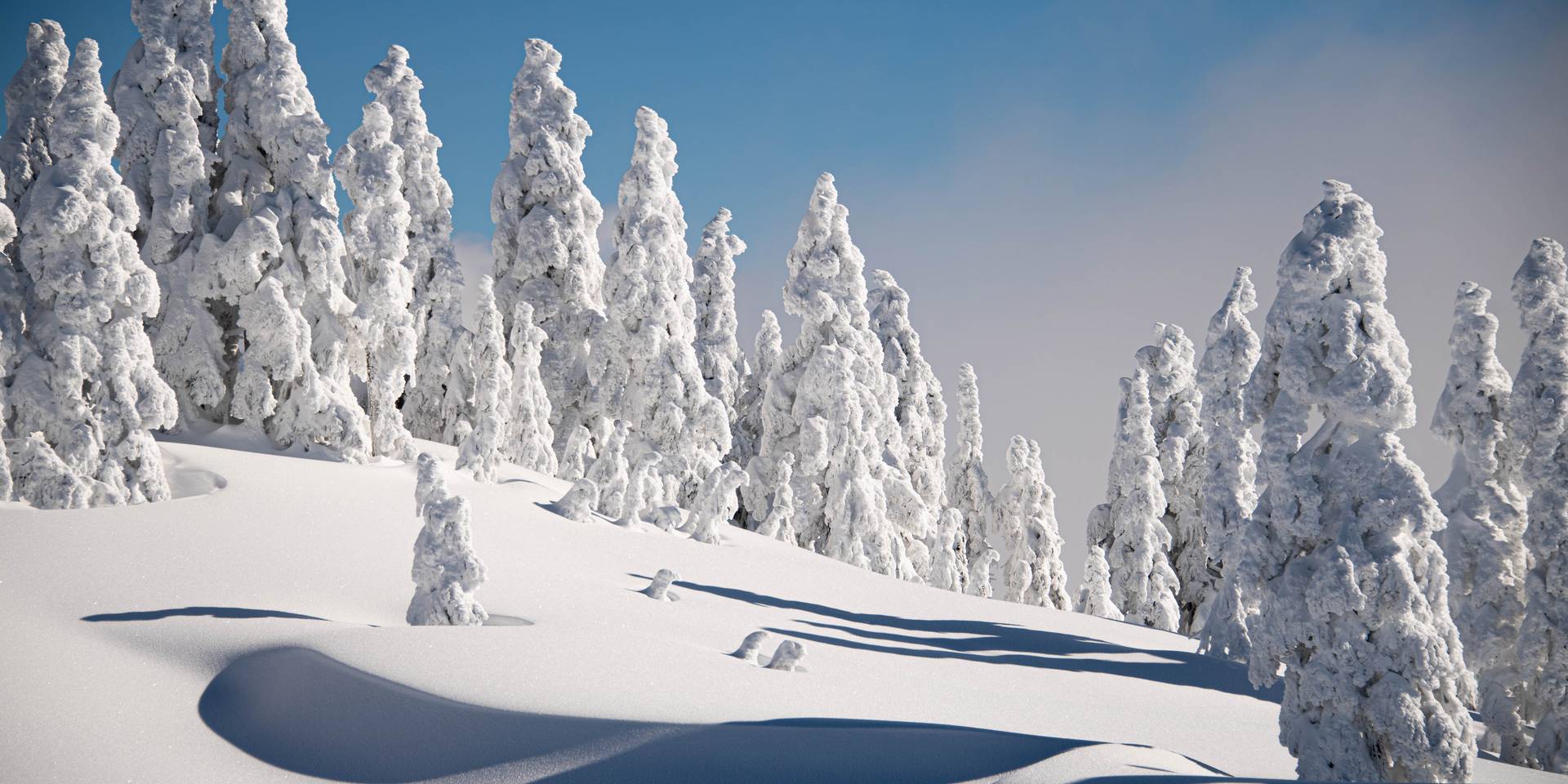 Trees covered in snow with blue sky.