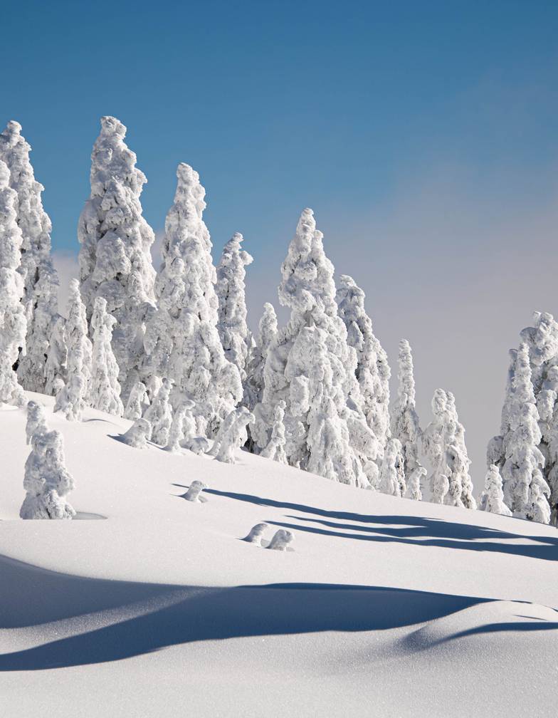 Trees covered in snow with blue sky.