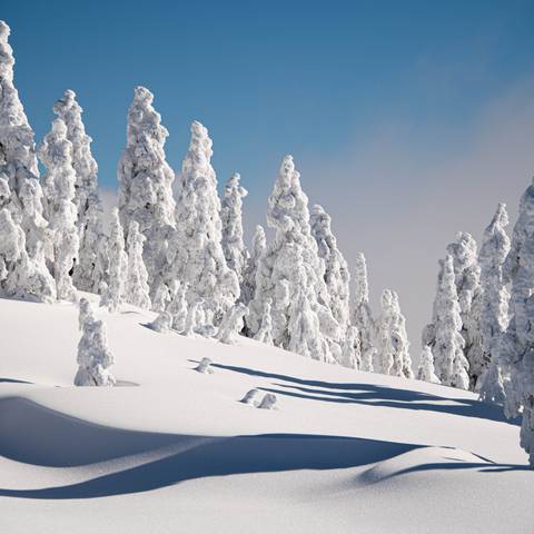 Trees covered in snow with blue sky.