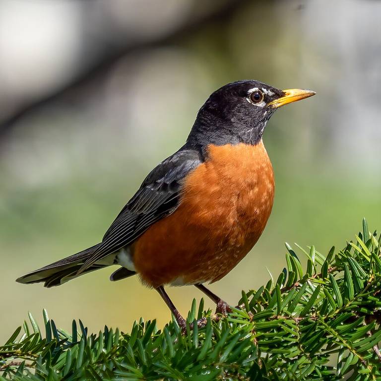 American Robin