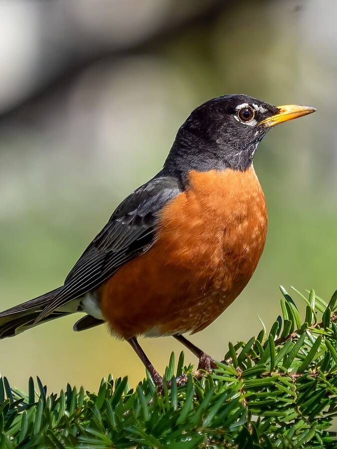 American Robin