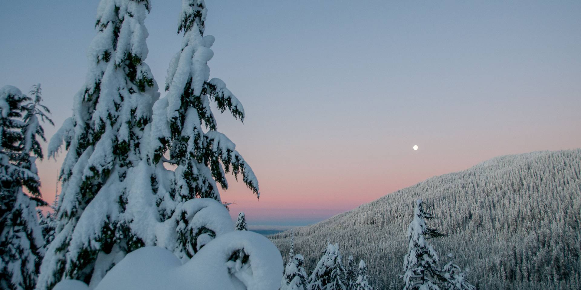 Two trees covered in snow as the sun sets.