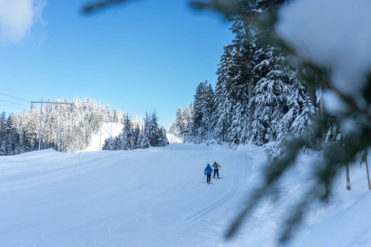 A Nordic skier descends a snowy trail with a green forest on either side.