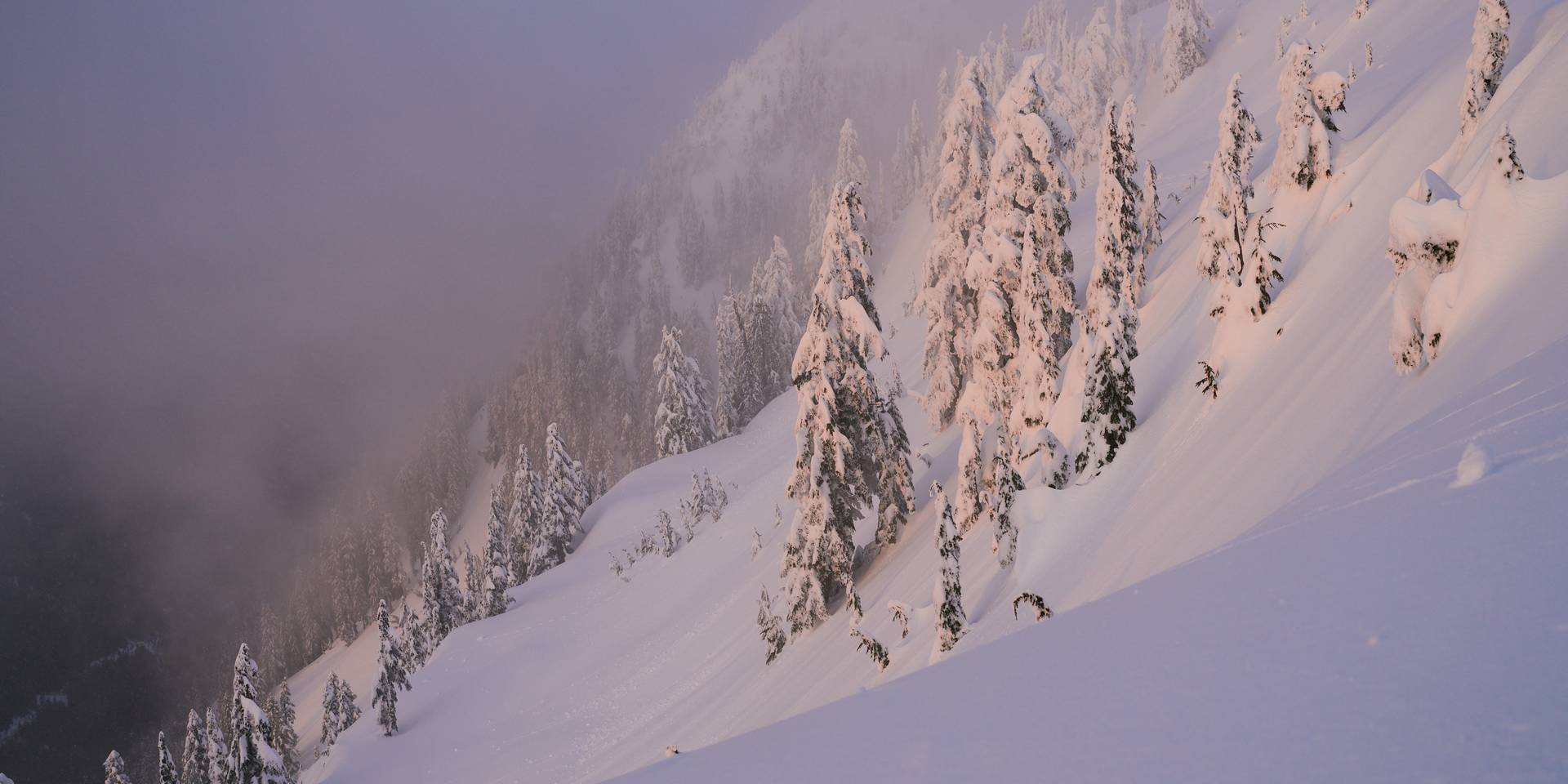 Snowy trees with pink light from sunset.
