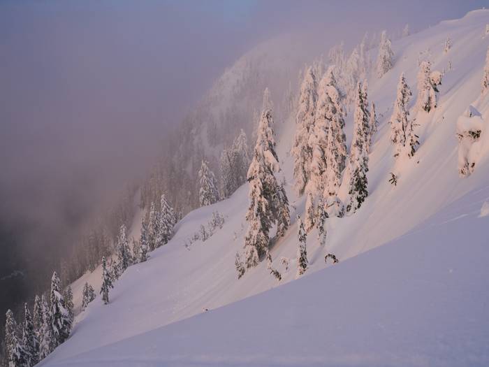 Snowy trees with pink light from sunset.
