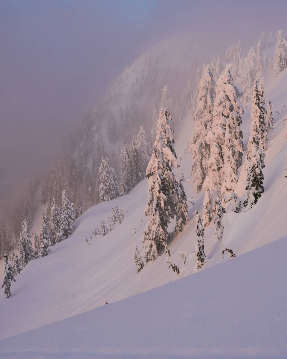 Snowy trees with pink light from sunset.