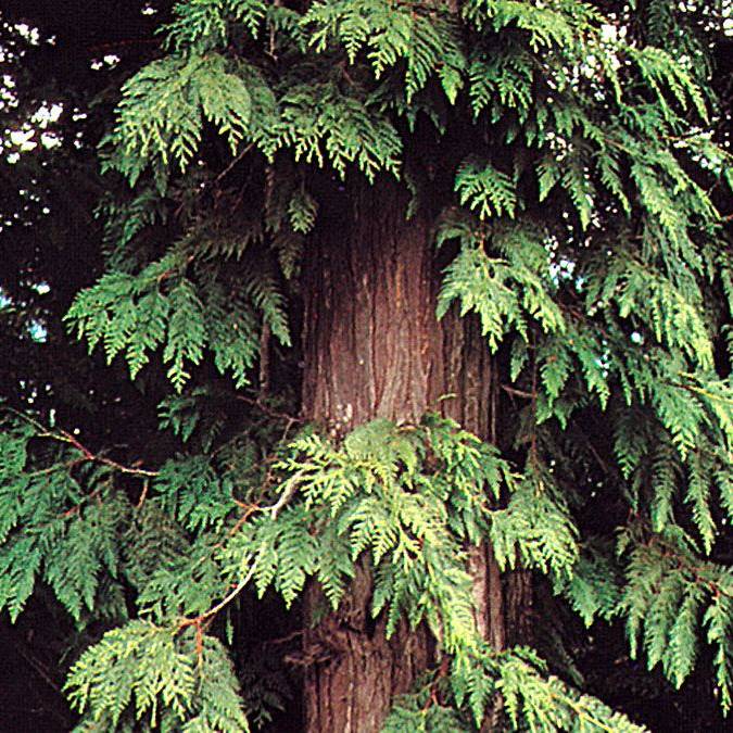 Western Red Cedar