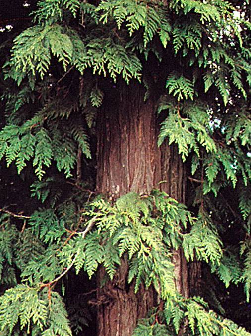 Western Red Cedar
