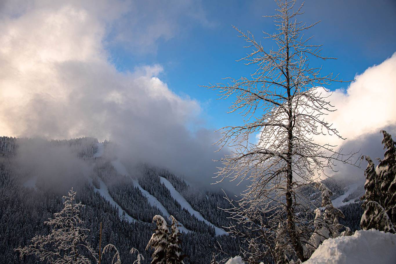 A landscape shot of fluffy clouds rolling over Raven Ridge on Black Mountain and trees in the foreground.