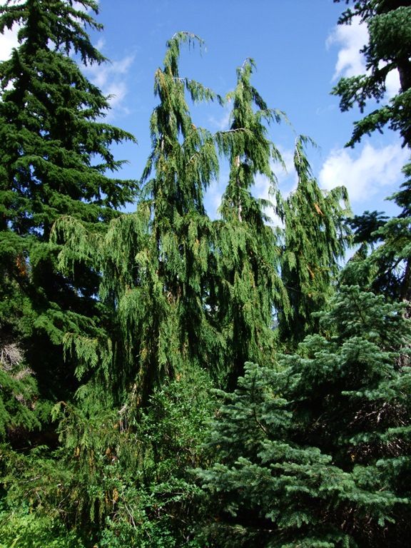 Yellow Cedar