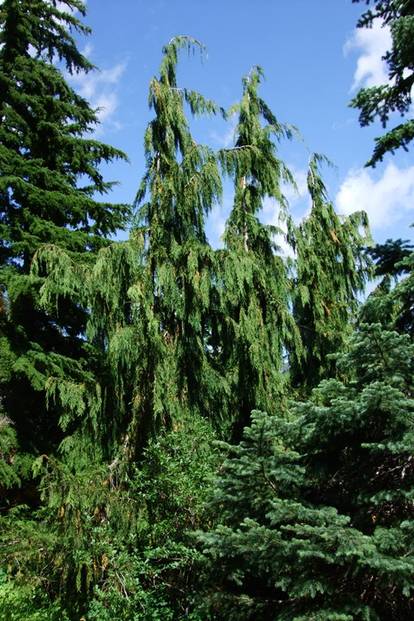 Yellow Cedar