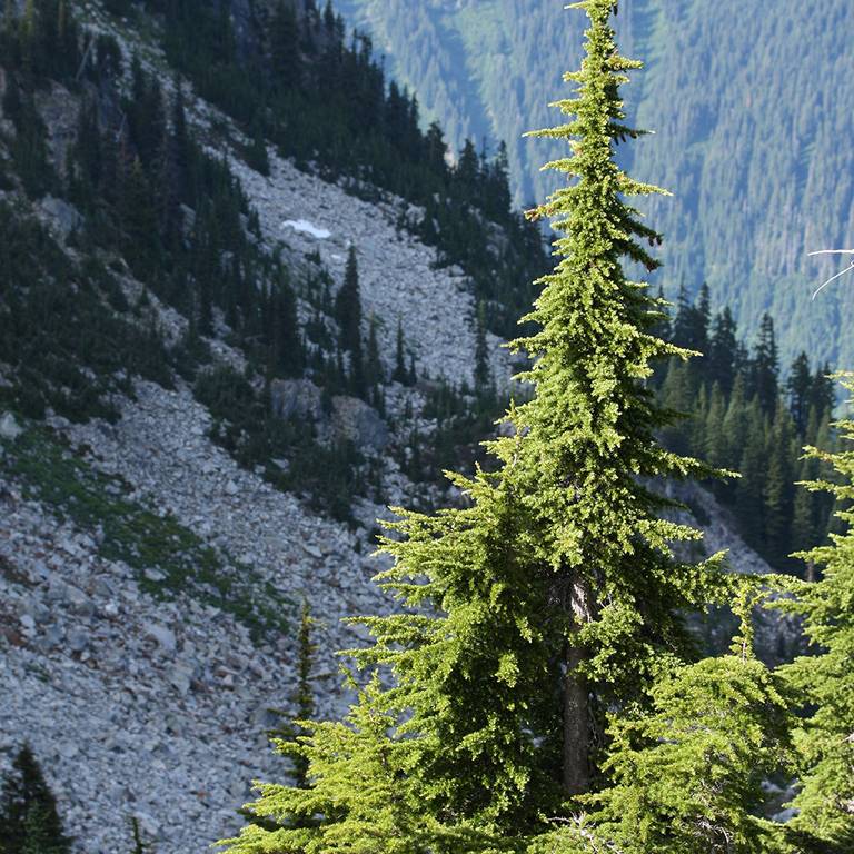 Mountain Hemlock