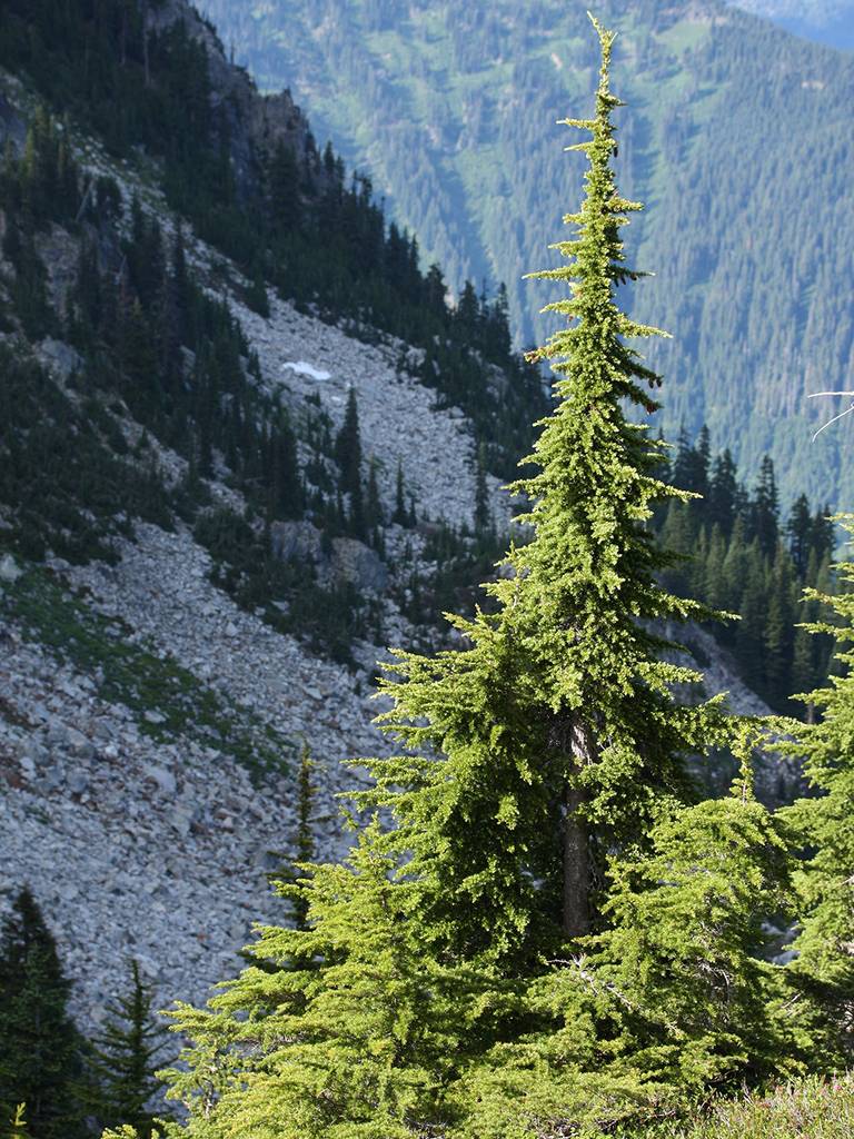Mountain Hemlock