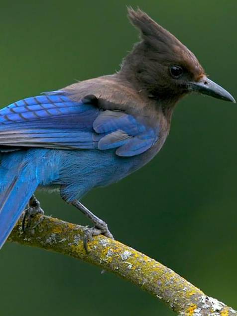 Steller Jay