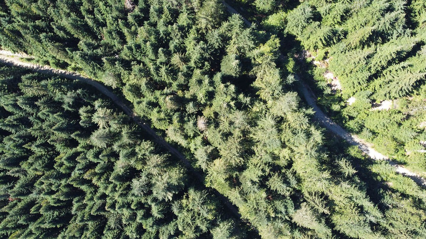 overhead drone view of Old Growth forest above Cypress Mountain Resort.
