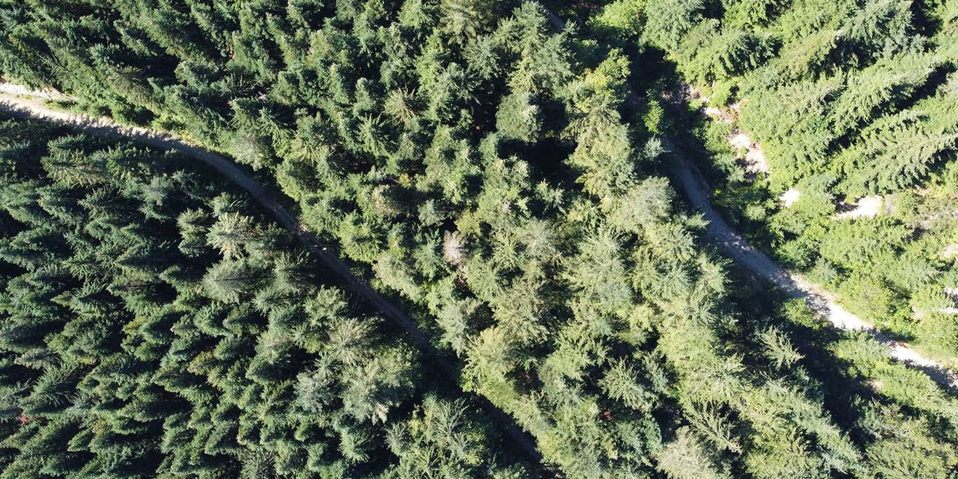 overhead drone view of Old Growth forest above Cypress Mountain Resort.