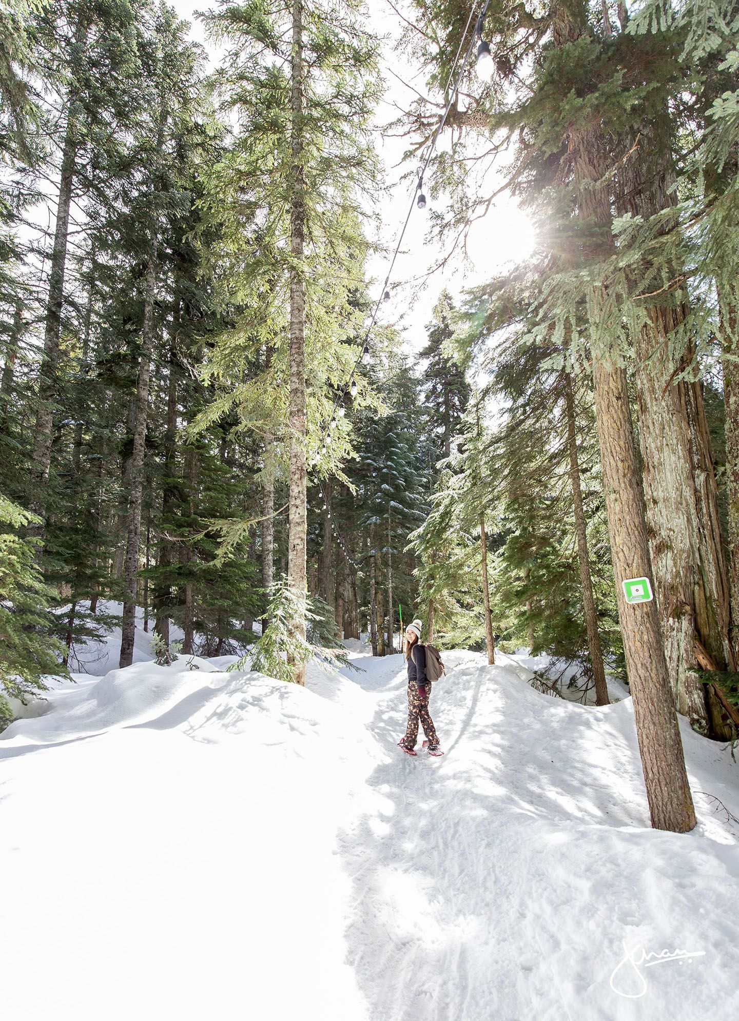 A woman snowshoes through an Old Growth forest on a sunny day.
