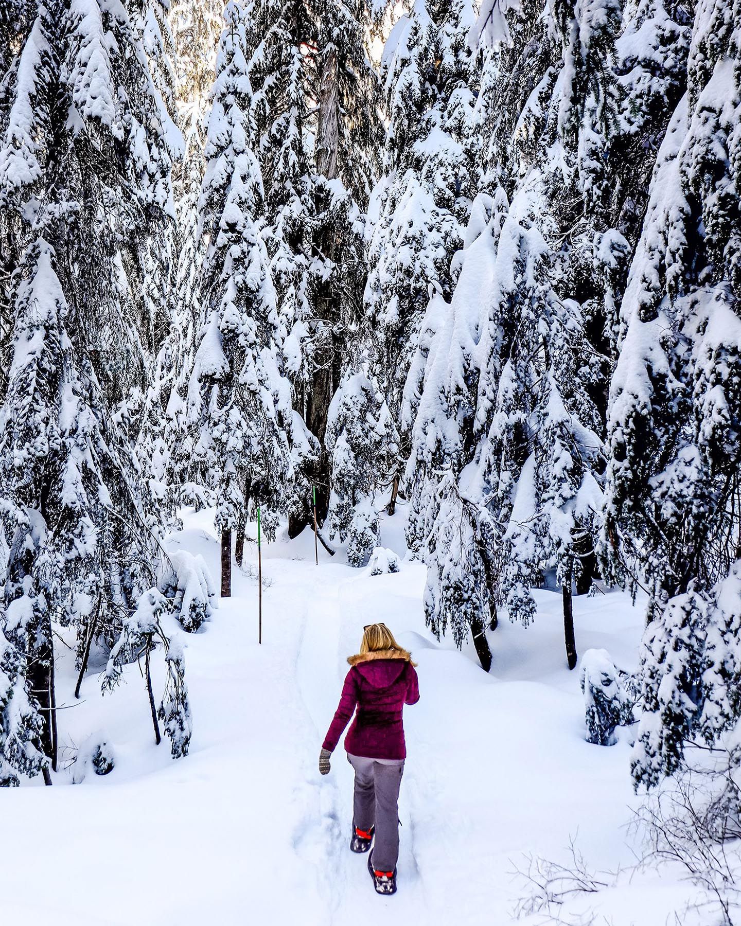 A woman snowshoeing through snow covered trees.