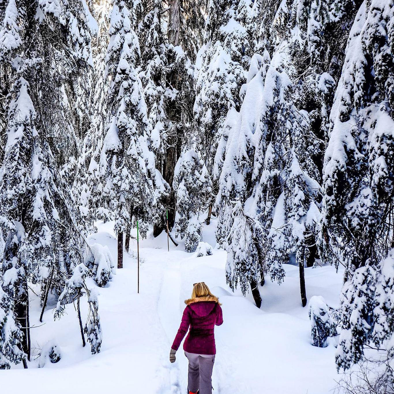 A woman snowshoeing through snow covered trees.