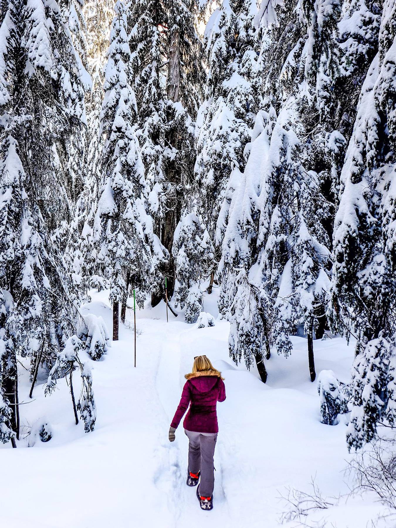 A woman snowshoeing through snow covered trees.