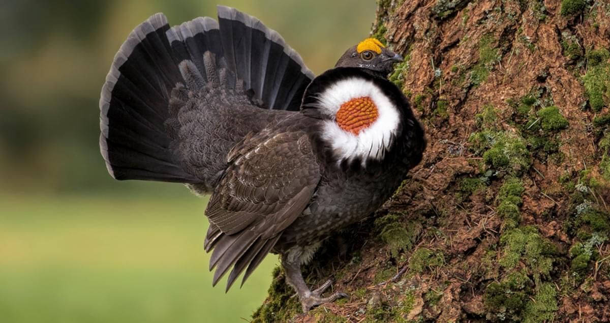 Sooty Grouse