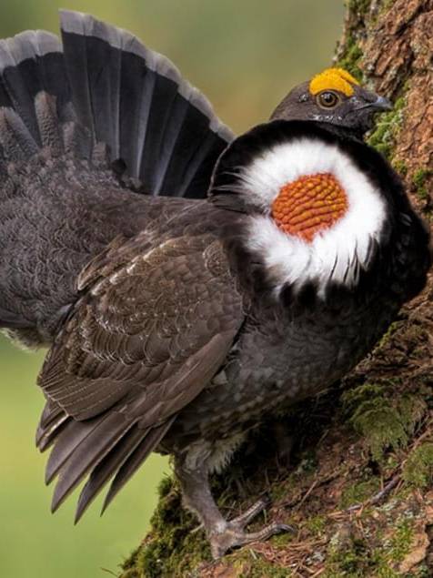 Sooty Grouse