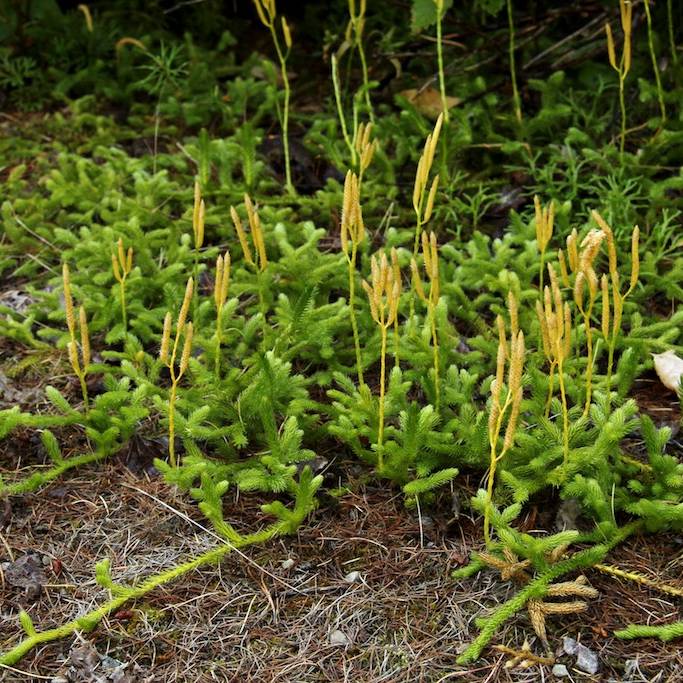 Running Clubmoss