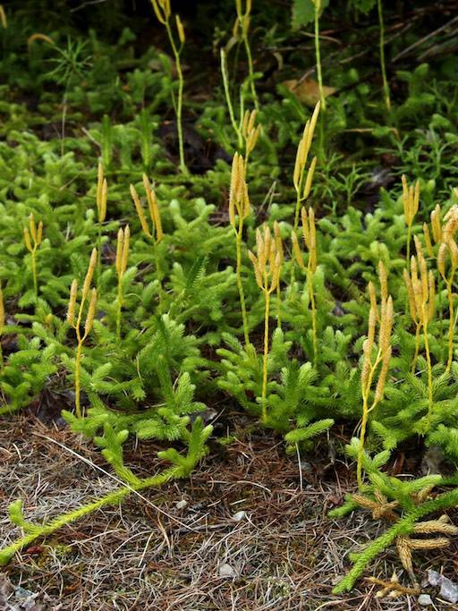 Running Clubmoss