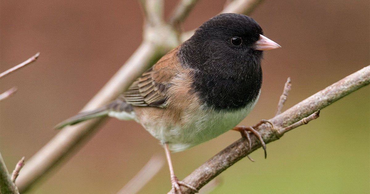 Black capped junco