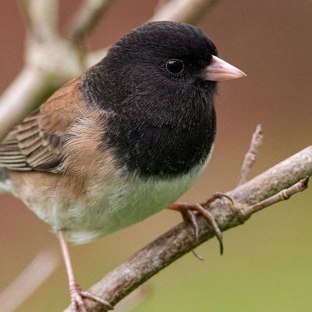 Black capped junco