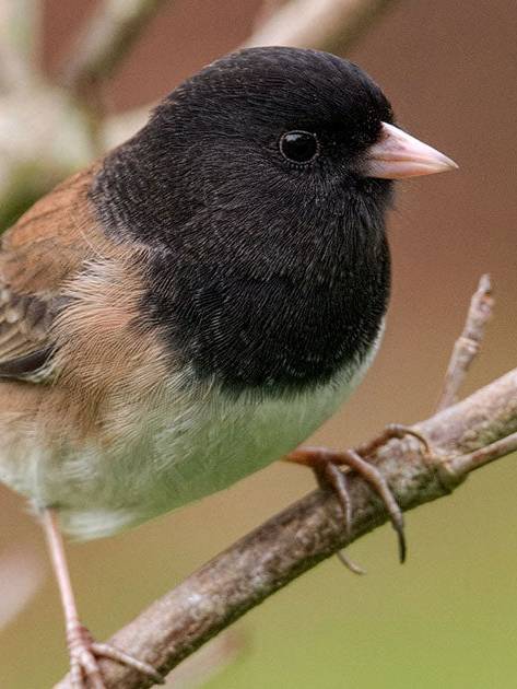Black capped junco