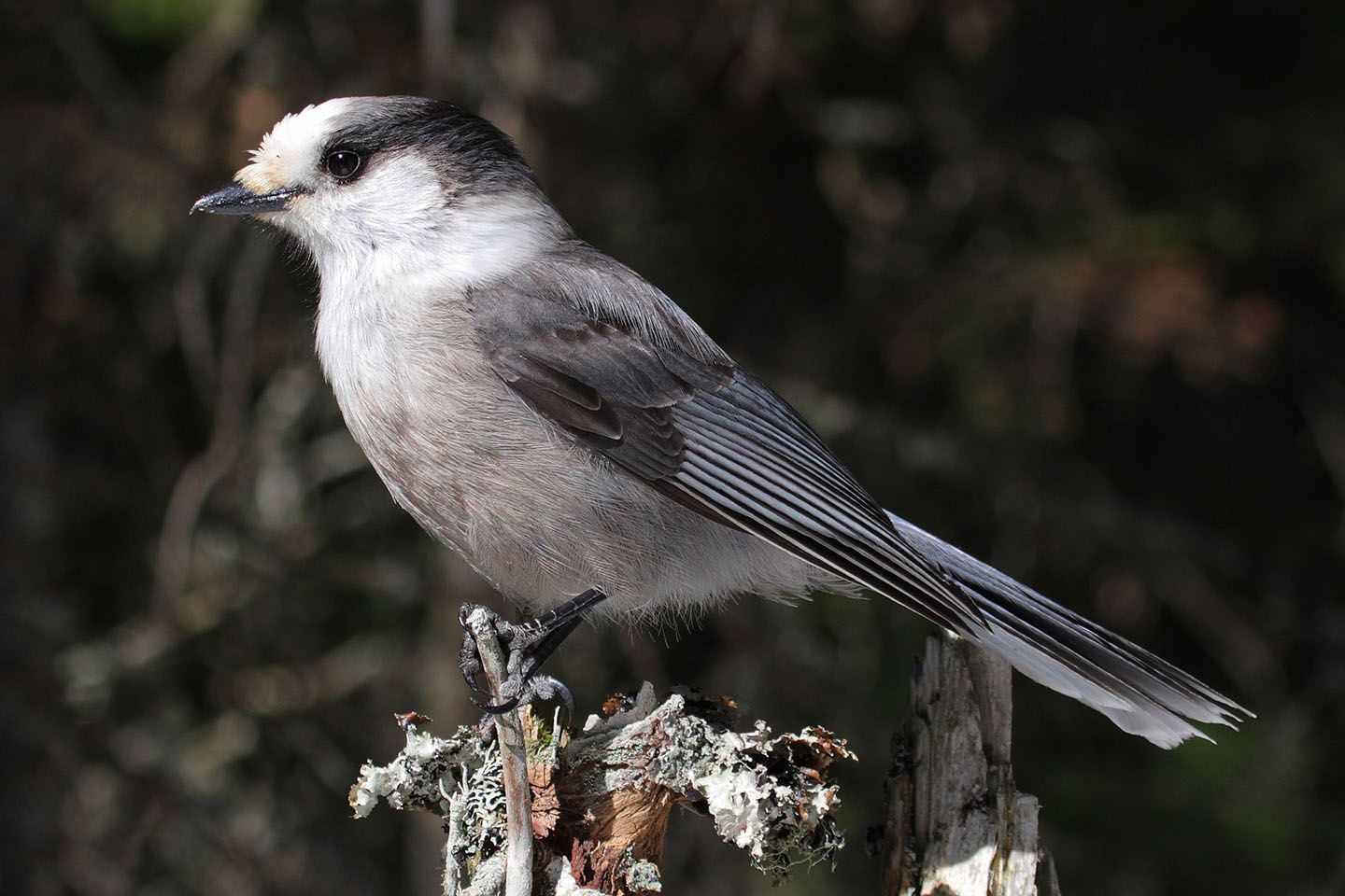 Canadian Gray Jay