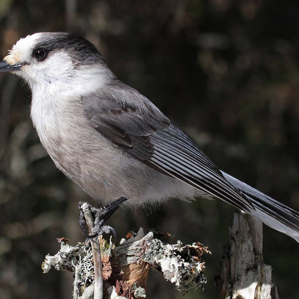 Canadian Gray Jay